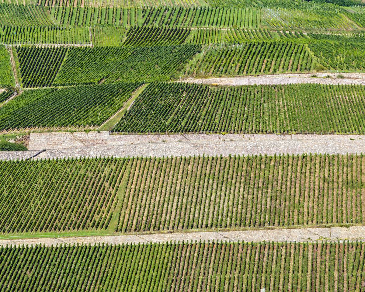 WACHAU - die Weinbauregion Österreichs