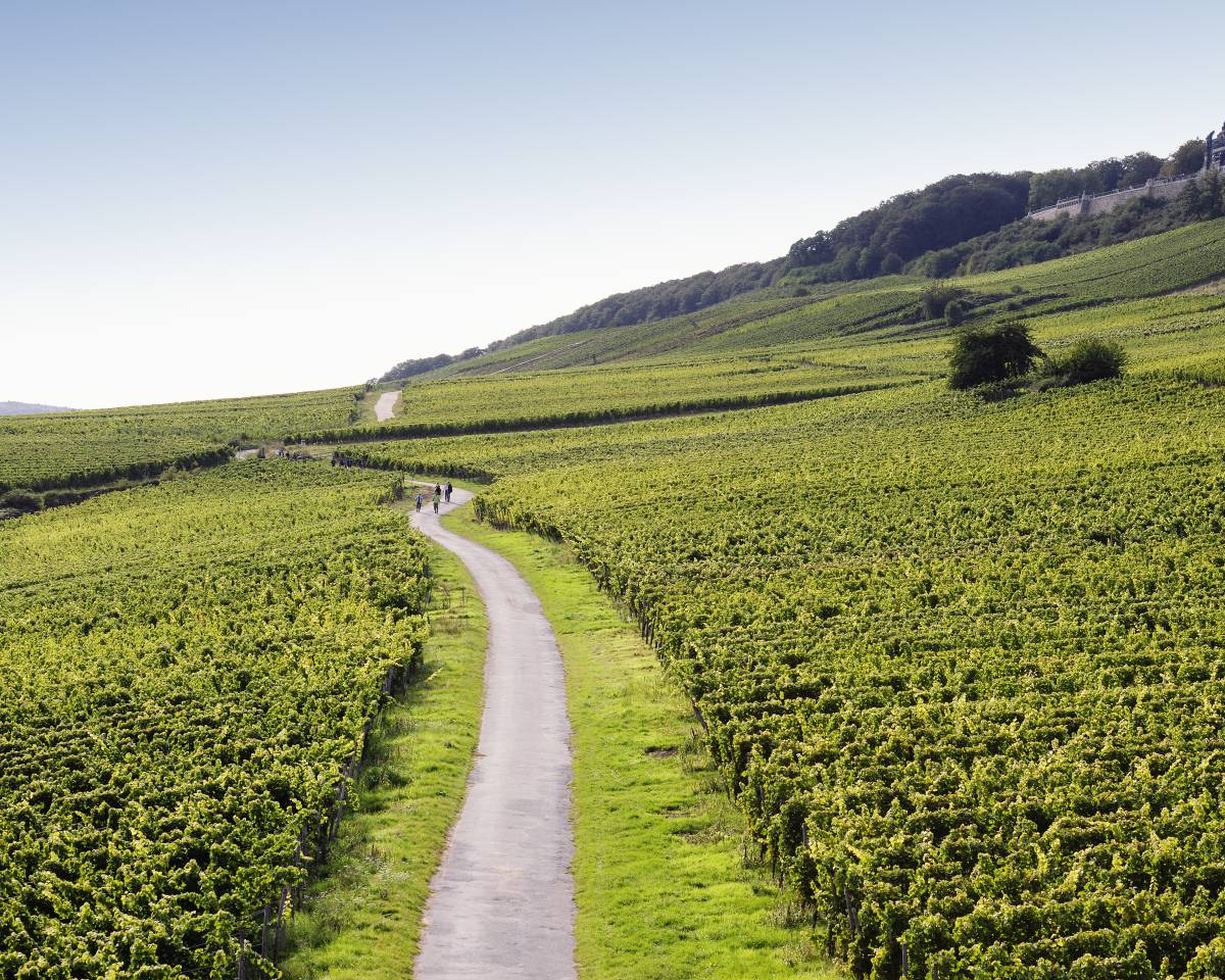 RIESLING PARADE