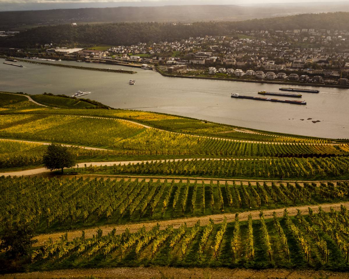 AM RHEIN ENTLANG – internationale + deutsche Weingüter