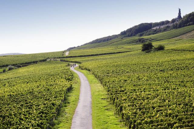 Landweg durch Weinanbaugebiet im Rheingau