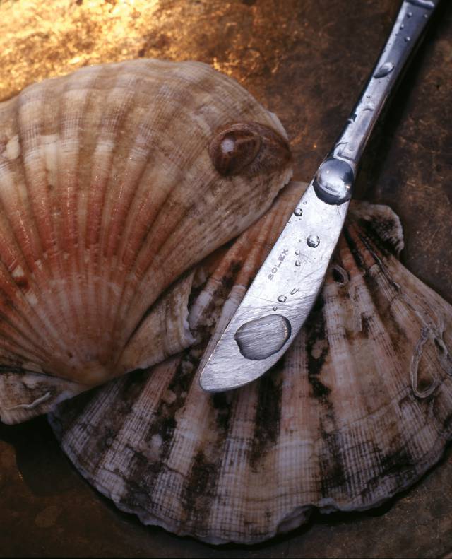 Messer liegt auf Muscheln